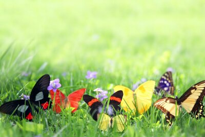 Fototapete Bunte Schmetterlinge auf grünem Gras