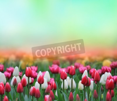 Fototapete Bunte Tulpen auf einem unscharfen Hintergrund