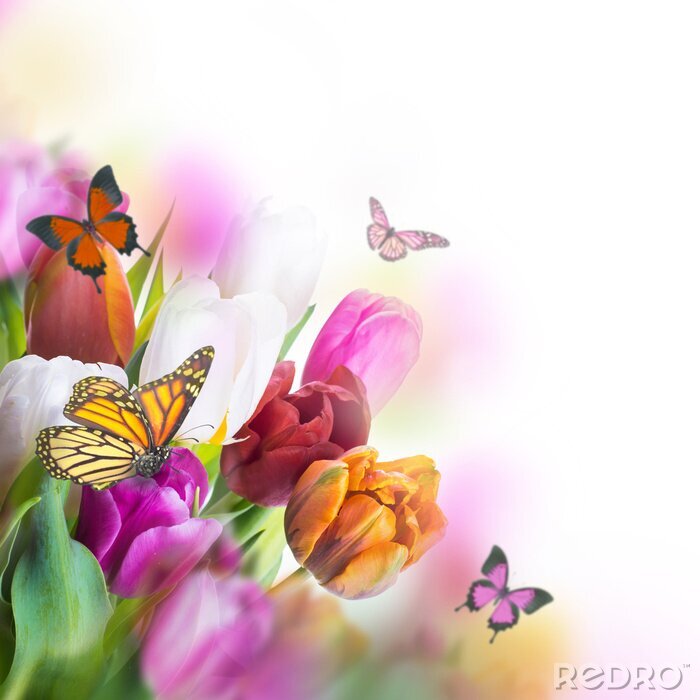 Fototapete Bunte Tulpen und Schmetterlinge
