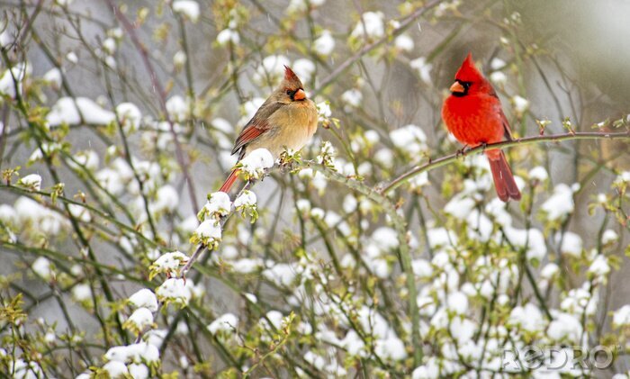 Fototapete Bunte Vögel im Winter