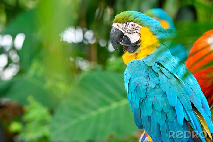 Fototapete bunter Papagei auf einem Baum