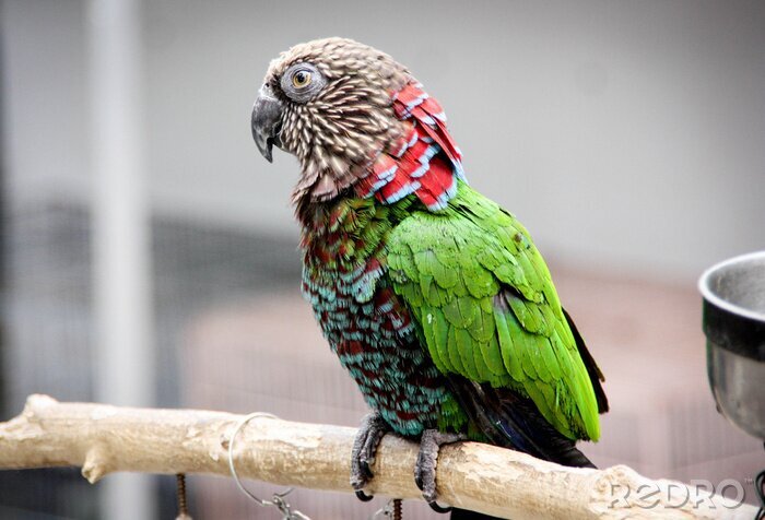 Fototapete Bunter Papagei im Käfig