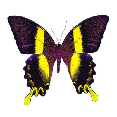 Fototapete Bunter Schmetterling auf weißem Hintergrund