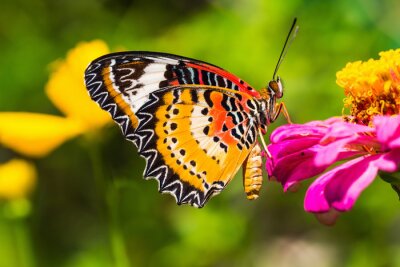 Fototapete Bunter Schmetterling bei den Blumen