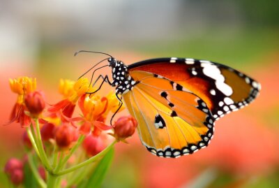 Fototapete Bunter Schmetterling im Garten