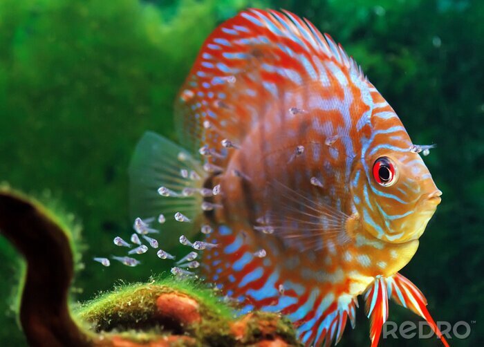 Fototapete Bunter schwimmender Fisch