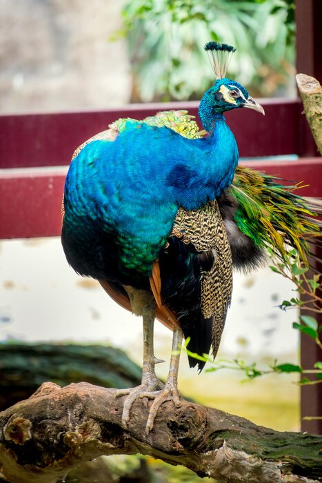 Fototapete Bunter Vogel im Auslauf