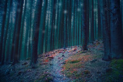 Bunter Weg im dunklen Wald