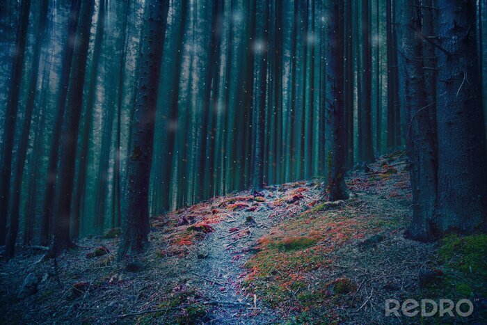 Fototapete Bunter Weg im dunklen Wald