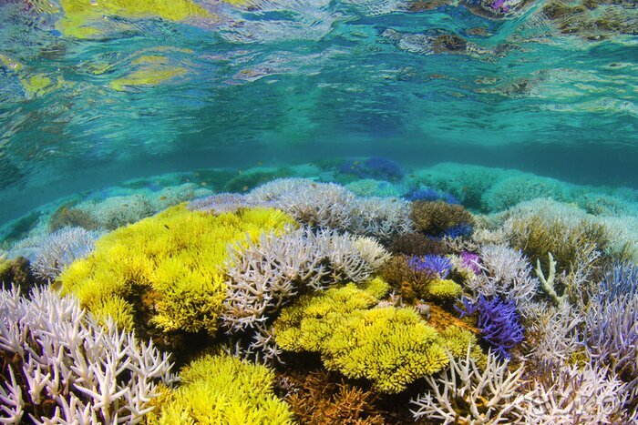 Fototapete Buntes Korallenriff