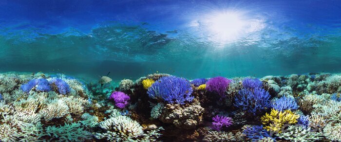 Fototapete Buntes Korallenriff am Boden