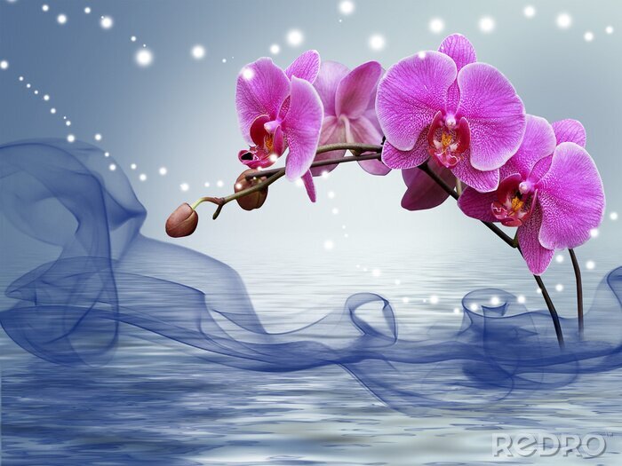 Fototapete Burgunderrote Orchidee taucht aus dem Wasser auf