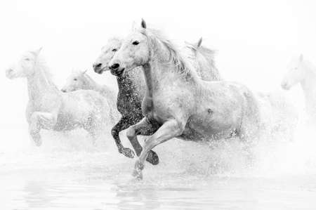 Fototapete Camargue Horses running through water