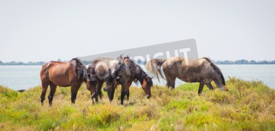 Fototapete Camargue in der provence