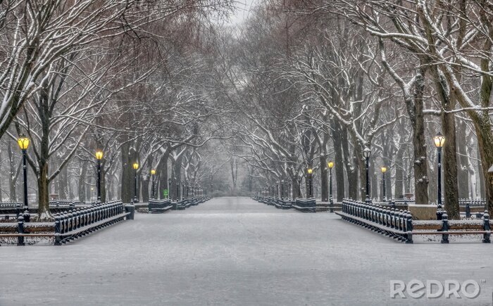 Fototapete Central Park im Winter
