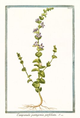 Charakter des blühenden Frauenspiegels