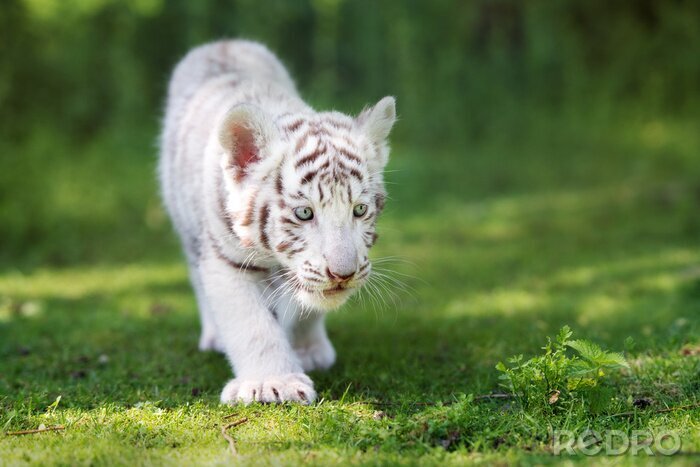 Fototapete Charmanter tiger im grünen