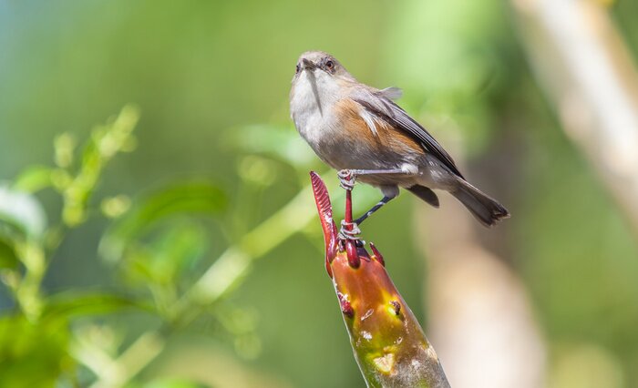 Fototapete Charmanter Vogel im Grünen