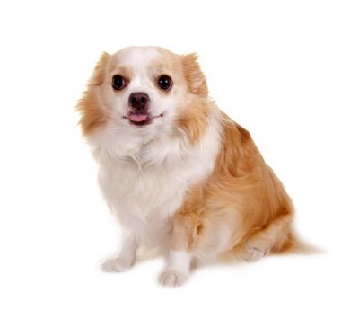 Fototapete Chihuahua auf weißem Hintergrund