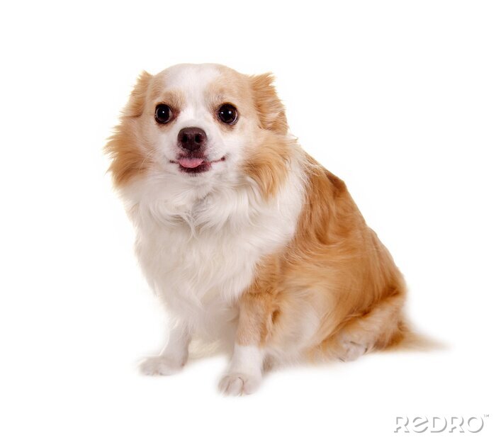 Fototapete Chihuahua auf weißem Hintergrund
