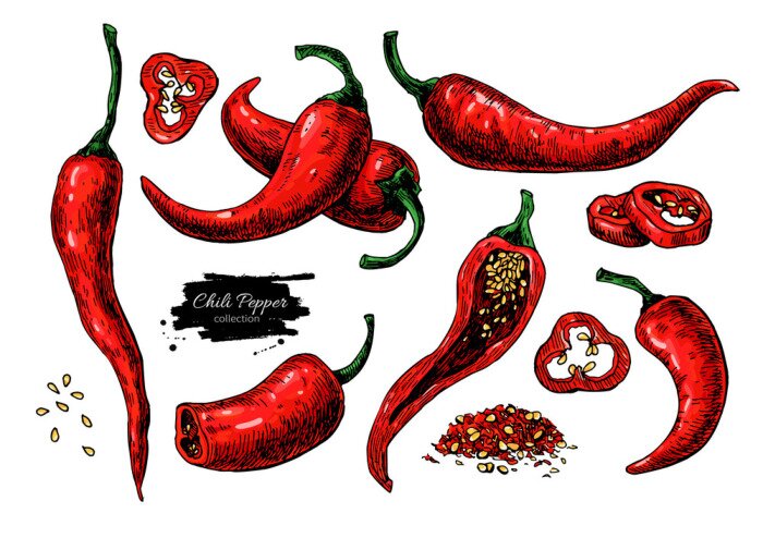 Fototapete Chili Pepper Hand gezeichnet Vektor-Illustration. Gemüse künstlerischen Stil Objekt. Isoliert heiß scharf