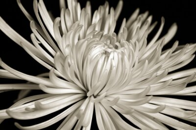 Fototapete Chrysantheme in Monochrom