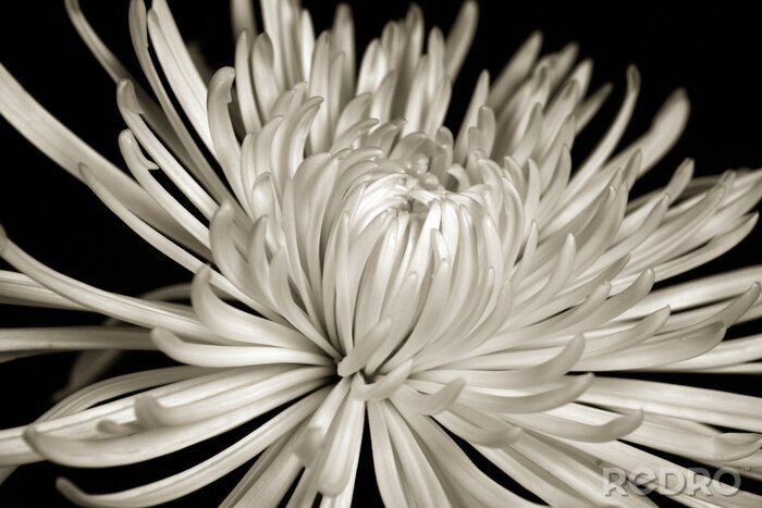 Fototapete Chrysantheme in Monochrom