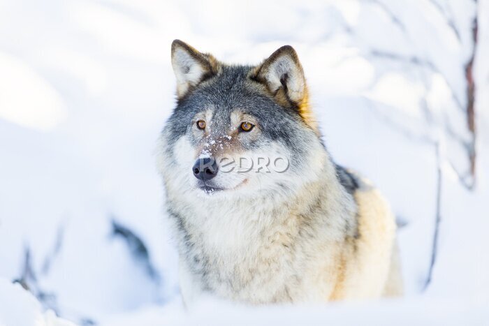 Fototapete Close-up von einem Wolf stehend im Schnee