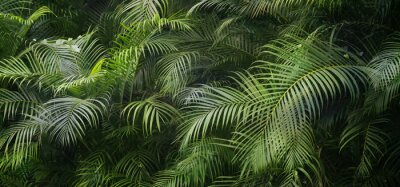 Fototapete Closeup of beautiful palm leaves in a wild tropical palm garden, dark green palm leaf texture concept full framed