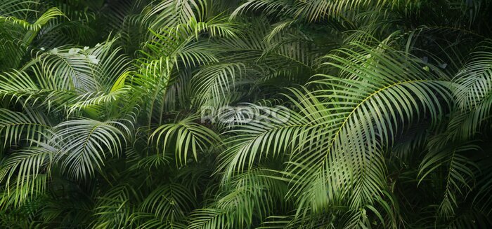 Fototapete Closeup of beautiful palm leaves in a wild tropical palm garden, dark green palm leaf texture concept full framed