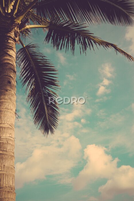Fototapete Coconut palm tree against blue sky vintage retro