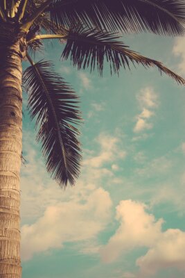 Fototapete Coconut palm tree against blue sky vintage retro