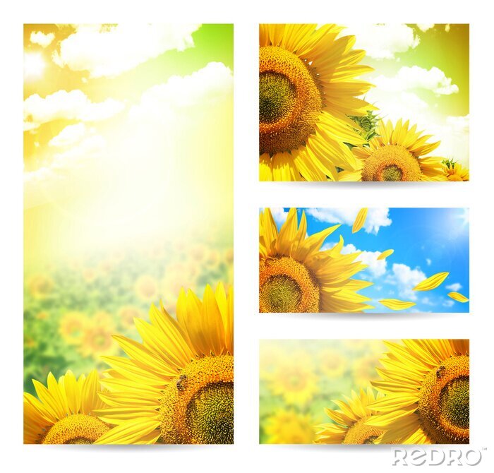 Fototapete Collage mit Sonnenblumen
