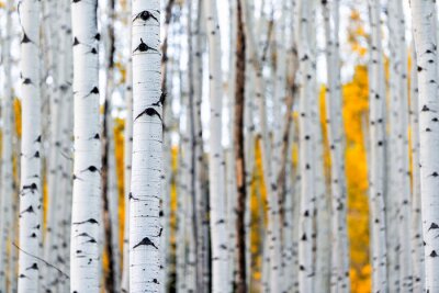 Fototapete Colorado mountains foliage in autumn fall on Castle Creek scenic road with colorful yellow leaves on american aspen trees trunks forest in foreground