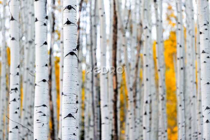 Fototapete Colorado mountains foliage in autumn fall on Castle Creek scenic road with colorful yellow leaves on american aspen trees trunks forest in foreground