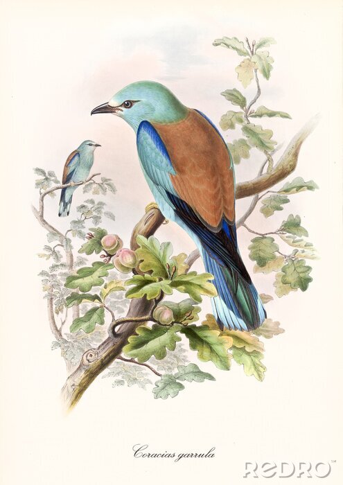 Fototapete Colorful bird standing on a oak tree branch viewed in slightly back view. Old style detailed illustration of European Roller (Coracias garrulus). By John Gould publ. In London 1862 - 1873