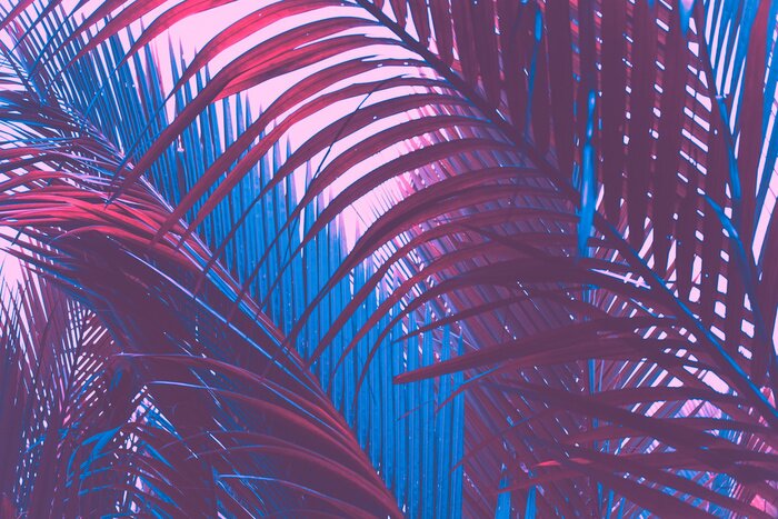 Fototapete Copy space pink tropical palm tree on sky abstract background. Summer vacation and nature travel adventure concept.