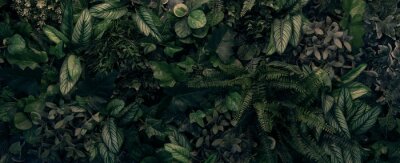 Fototapete Creative nature green background, tropical leaf banner or floral jungle pattern concept.