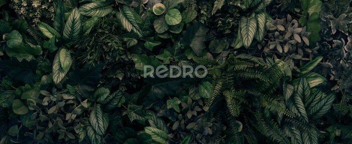 Fototapete Creative nature green background, tropical leaf banner or floral jungle pattern concept.