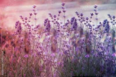 Fototapete Creatve toned laveder field. Beautiful detail of scented lavender flowers field