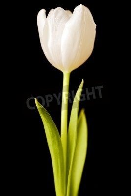 Fototapete Cremefarbene Tulpe auf schwarzem Hintergrund