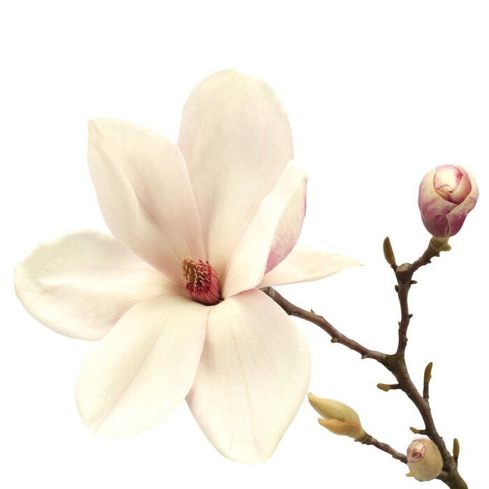 Fototapete cremige Magnolie mit Knospen