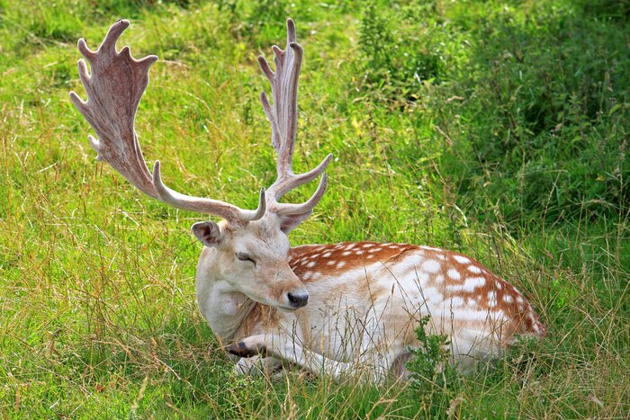 Fototapete Damhirsch auf grüner Wiese