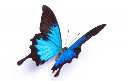 Fototapete Darstellung eines blauen Schmetterlings