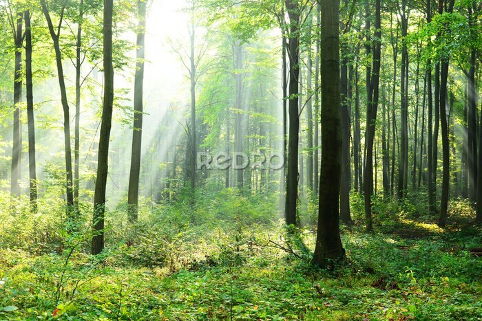 Fototapete Das Grün des Frühlingswaldes