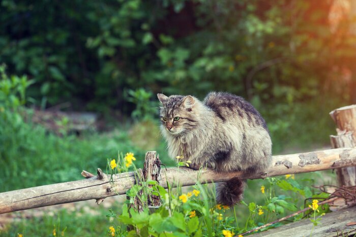 Fototapete Das muster passt nicht in die kategorie