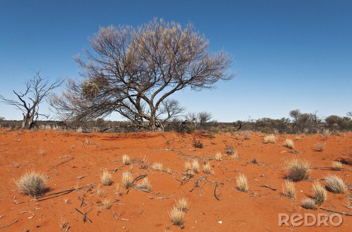 Fototapete das rote Zentrum im australischen Outback
