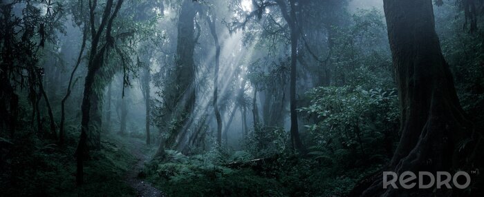 Fototapete Deep tropical forest in darkness