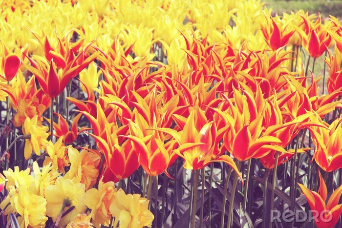 Fototapete Dekorative Tulpen in zwei Farben