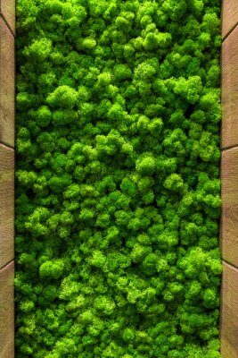 Fototapete Dekorativer grüner Moos